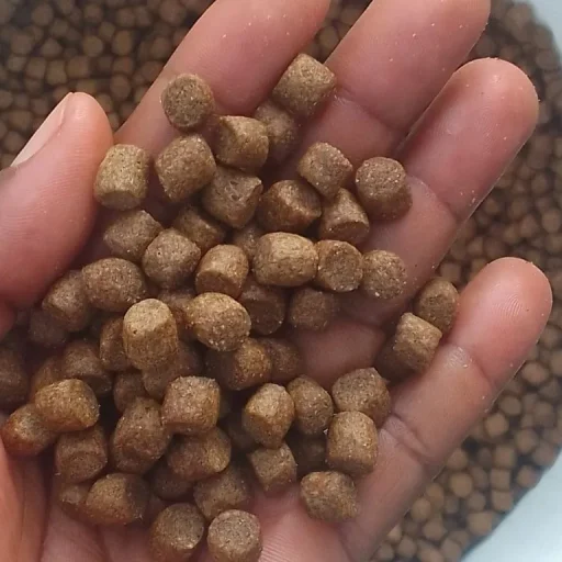 Fish Feed